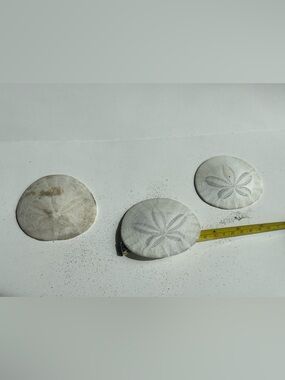 Natural White Sand Dollar Decorative Set of 3